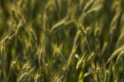 Close-up of stalks in field