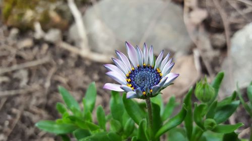 Close-up of fresh flower blooming in field