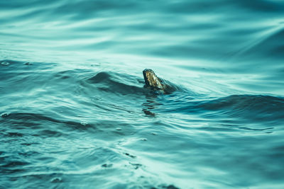 Duck swimming in sea