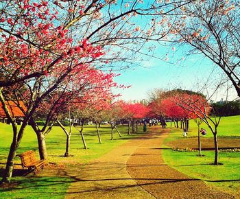 Trees in park