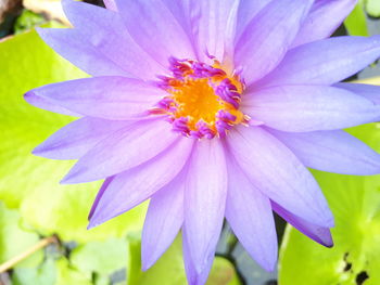 Close-up of pink flower