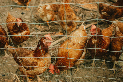 View of birds in cage