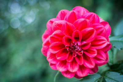 Close-up of pink dahlia flower