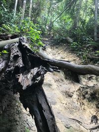 Close-up of tree trunk in forest