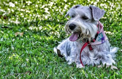 Close-up of dog on grass. white schnauzer mini.