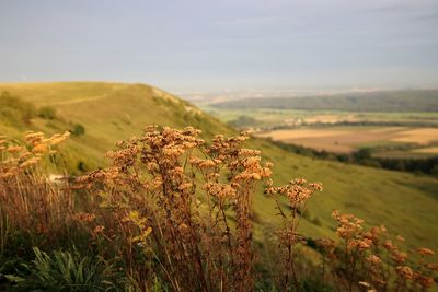 Plants growing on field against sky