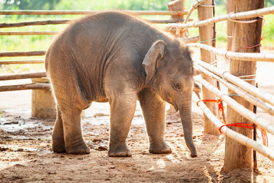Elephant standing in pen