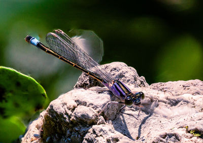 Close-up of damselfly on rock