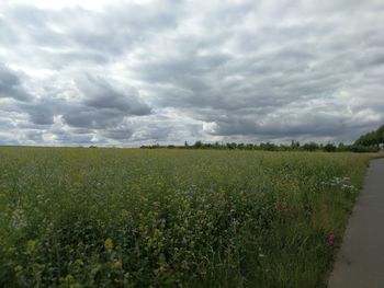 Scenic view of agricultural field against sky