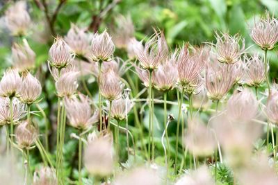 Close-up of flowering plants on field