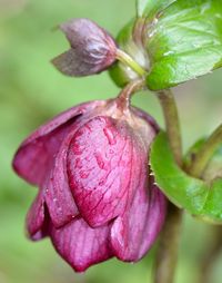 Close-up of flower against blurred background
