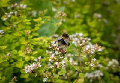 Bee pollinating flower