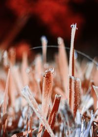 Close-up of plant growing on field