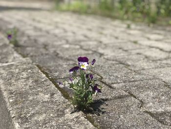 Close-up of small flower on footpath
