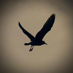 Low angle view of a bird flying