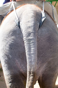 Close-up of elephant