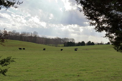 Cows grazing on field against sky