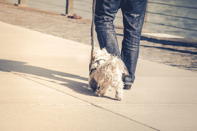 Low section of a man with dog