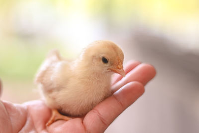 Close-up of a hand holding bird