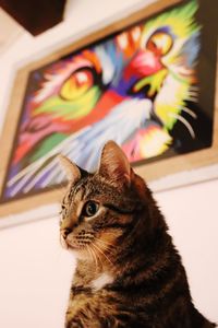 Close-up portrait of a cat looking away