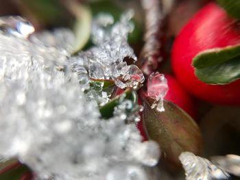 Close-up of water drops on frozen red leaf