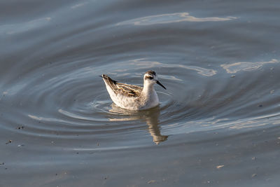 High angle view of duck swimming in lake