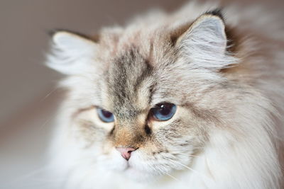 Close-up portrait of a cat