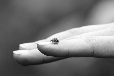 Close-up of insect on hand