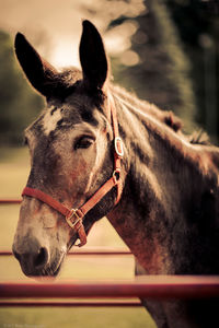 Close-up of horse