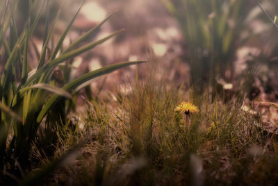 Close-up of grass growing on grassy field