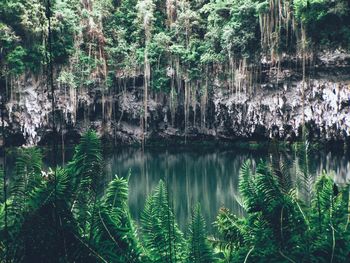Scenic view of river in forest