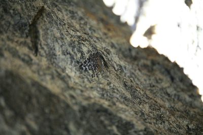 Close-up of insect