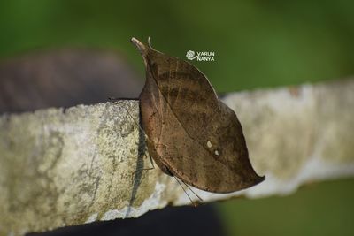 Close-up of butterfly on dry leaf