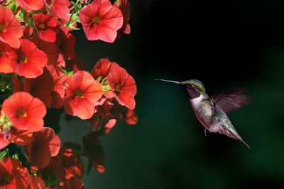 Ruby throated hummingbird and red petunias