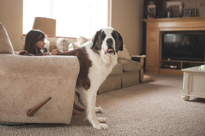 Saint bernard by girl sitting on sofa at home