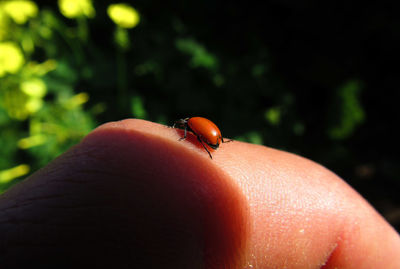 Close-up of ladybug on hand