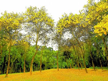 Trees growing on field