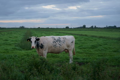 Cow standing in a field