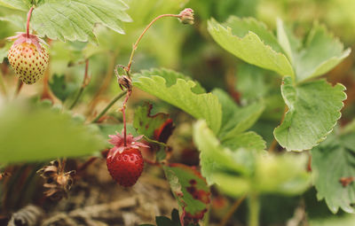Close-up of wild strawberries in nature