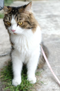 High angle view of cat