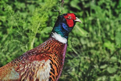 Close-up of peacock perching outdoors