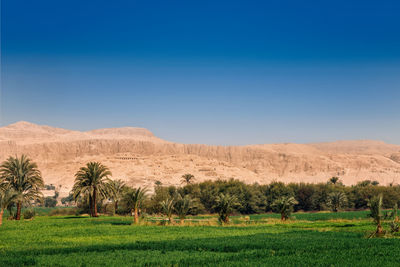 Scenic view of agricultural field against clear blue sky
