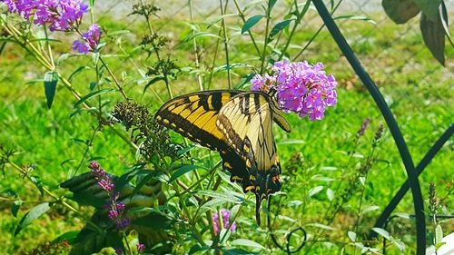 Close-up of butterfly perching on flower