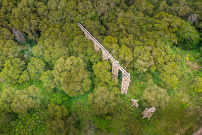 High angle view of trees in forest