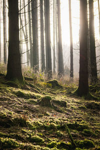 Sunlight streaming through trees in forest