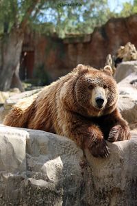 Lizard on rock in zoo