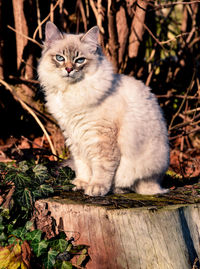 Portrait of cat sitting outdoors