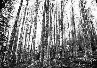 Bare trees in forest