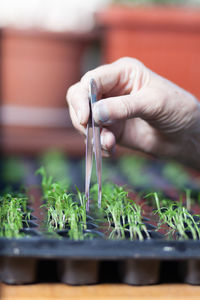 Cropped hand holding tweezers on plants