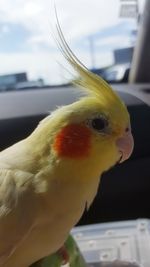 Close-up of yellow parrot